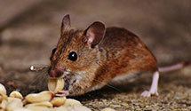 24 Hour & Emergency Exterminators in Tillar, AR